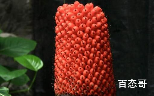 国家植物园巨魔芋结实 系国内首次 这种果实能吃嘛