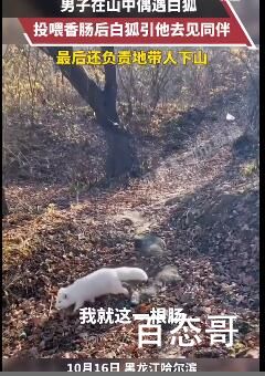 男子投喂白狐后被引见给同伴 千年后她会变化成仙女来感谢你的！