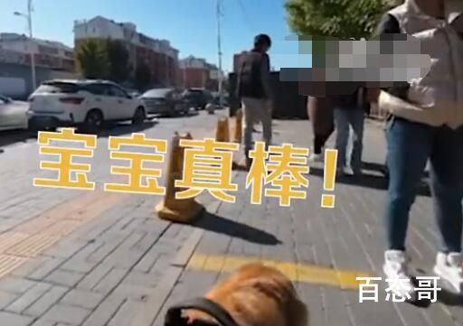 导盲犬带主人做核酸插队后自觉重排 这条狗经过长期国学熏陶成为了一条君子狗