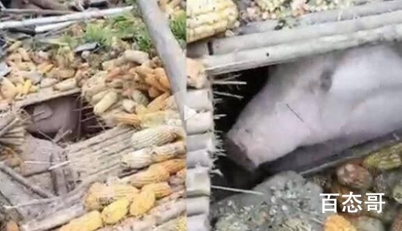 家猪地震时被掩埋 存活40多天后获救 这是靠什么活下来的？