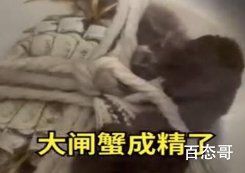 螃蟹上餐桌前成功解绳被放生 成功的完成自我救赎