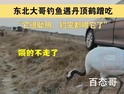 男子钓鱼偶遇丹顶鹤“蹭饭” 丹顶鹤：钓鱼那厮给爷来条鱼！