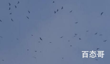 东北出现罕见鹰柱鹰河奇景 这意味着什么