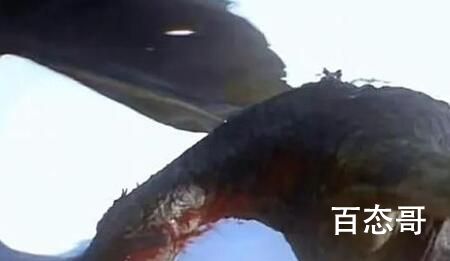 《龙之家族》小路结局是好的吗 小路最后死了吗