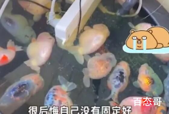 电插排掉进鱼缸 26条金鱼被煮熟 电饭锅煮鱼人才啊
