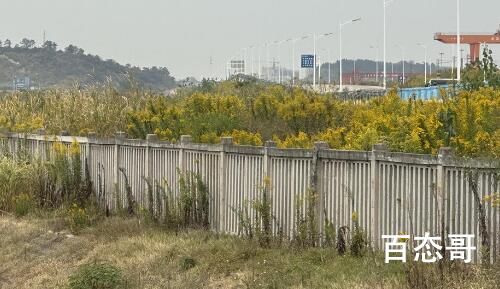 武汉现上千亩加拿大一枝黄花 加拿大一枝黄花有什么特别之处