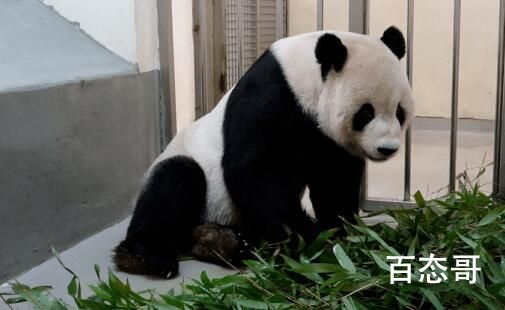 “团团”疑有恶性肿瘤 用脚拖行前进 接回来大陆治疗吧团团挺住