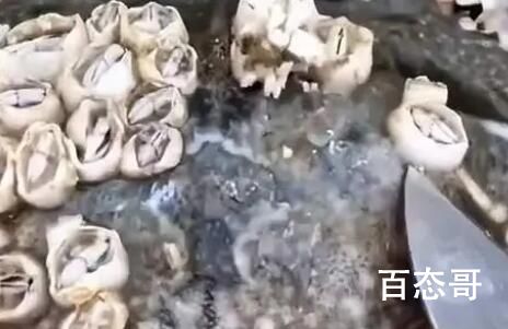 修驴蹄子有什么好看的?  看修驴蹄子是为释压吗