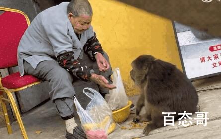 投喂增多 独臂猴“星星”挑食了 独臂猴星星目前体型明显过胖
