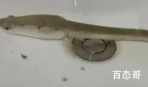 黑鱼被遗忘洗手间存活11个月掉色 黑鱼也叫乌鱼他的生命力十分顽强！