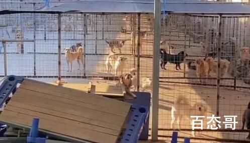 老人救狗20年 欠60万卖房住亲戚家 救狗可以但要量力
