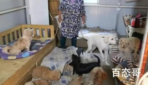 老人救狗20年 欠60万卖房住亲戚家 救狗可以但要量力