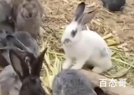 男子捡回3只兔子7个月繁殖近百只 这个繁殖力有点恐怖