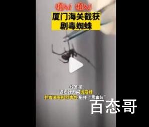 厦门海关截获1只活体黑寡妇 黑寡妇是世界上毒性最大的蜘蛛之一