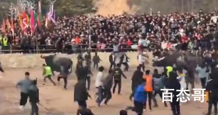 贵州农村斗牛引8万村民围观 这场地看起来很专业