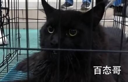 缅因猫因太胖被误当猞猁送到保护站 好可爱但是我们的保护意识和爱心更友爱