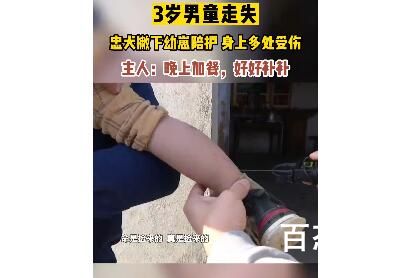 3岁男童走失忠犬一路跟随保护 到底是怎么回事？