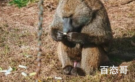 山东黑猩猩一天一棵大葱三四瓣蒜 这只黑猩猩很山东