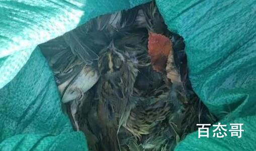 男子捕鸟近千只称用来涮火锅 背后的真相让人震惊！