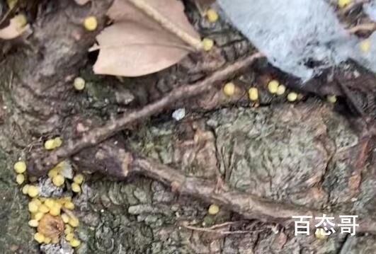 网曝成都多地出现“毒狗”事件 背后的真相让人始料未及