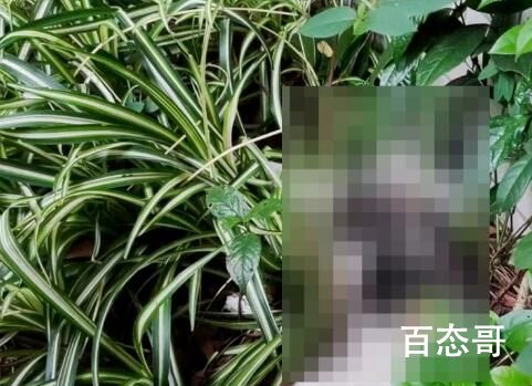 网曝成都多地出现“毒狗”事件 背后的真相让人始料未及