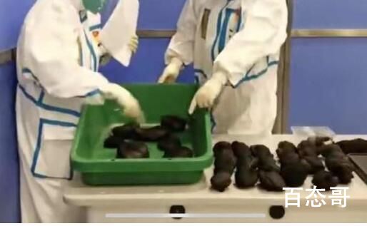 托运行李内藏199只活龟7条活蛇 偷运的这个人胆子是真的大