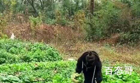 女子独居农村月入1千称很快乐  人各有志类似陶渊明了