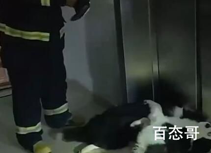 男子酒后遛狗被卡电梯致狗死亡 他要是不把绳子套在手上狗和人就都没事儿了