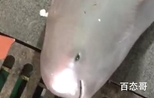 湖南疑似有人钓起濒危江豚 究竟是怎么一回事？