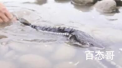 长江鲟遭非法捕捞 嫌疑人:吃了3条 中华寻长江寻哪个好吃？吃了能飞升？