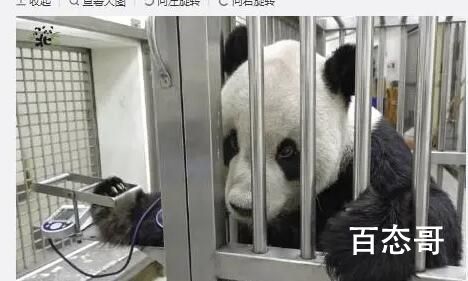 大陆赠台大熊猫“团团”离世 宝贝，一路走好！