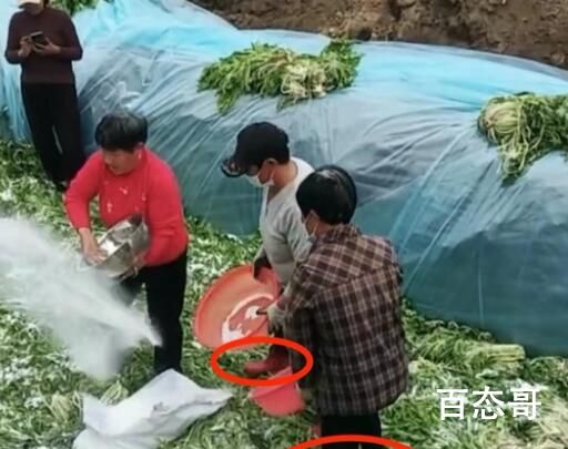 安徽一地村民腌制酸菜时穿鞋踩踏 鞋底大量杂菌混入可能会导致亚硝酸盐含量超标