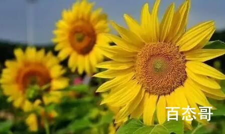 向日葵的花语是啥梗  向日葵的花语这个梗的出处是哪里