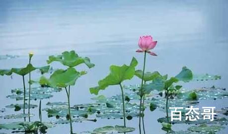 他们朝我扔泥巴是啥梗 他们朝我扔泥巴是什么意思