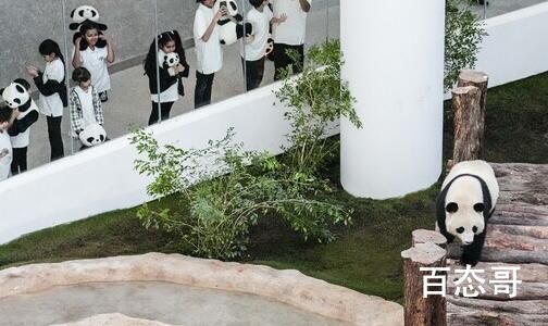 大熊猫成功“预测”日本战胜德国 这只大熊猫有点东西的