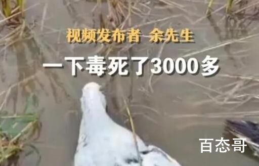老人养的近4000只鸭子被投毒 这么大的杀孽得承受多大的报应啊