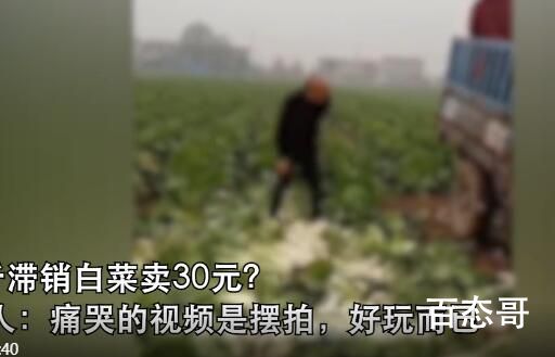 大叔因500斤白菜卖30元痛哭系摆拍 种菜的还不如贩菜的零头