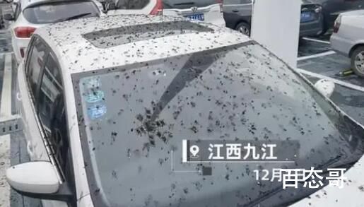 男子停车半小时车身独得鸟屎全覆盖 那车位空在那是有原因的