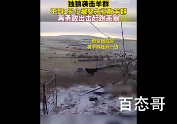 独狼袭击羊群被不到1岁藏獒赶跑 这只藏獒的战斗力没的说