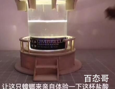 刑部侍螂是啥意思 刑部侍螂是什么梗