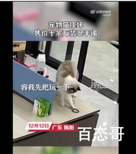 猫咪摔坏12万翡翠手镯被连夜送走 网友：凭一己之力，换了个新家