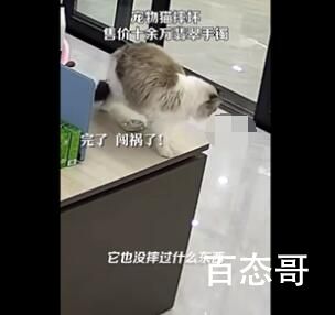猫咪摔坏12万翡翠手镯被连夜送走 凭一己之力换了个新家