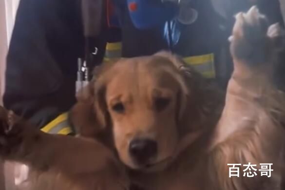 消防员火场拎出一脸生无可恋狗子 感谢消防员