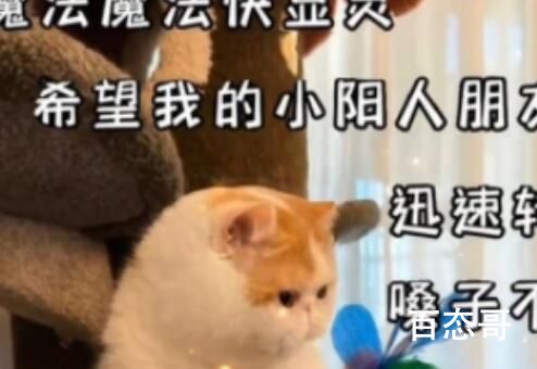 《抖音》转阴小猫是什么梗