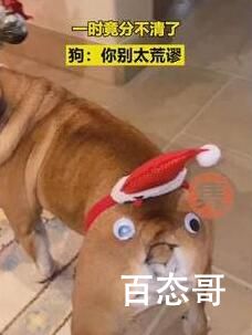 别太荒谬是什么也是 别太荒谬是啥梗