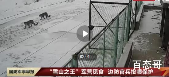 2只雪豹偷鸡:一只踩点一只放哨 雪豹：“大雪天，找点吃的容易吗？” 