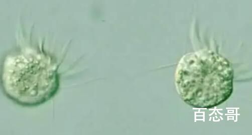 科学家首次发现专吃病毒生物 试试新冠病毒它能不能吃