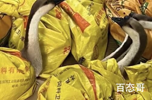 今日公司发大鹅当年货 员工:放公司很吵 背后的真相让人震惊