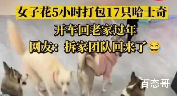 今日女子打包17只哈士奇回老家过年 背后详情曝光