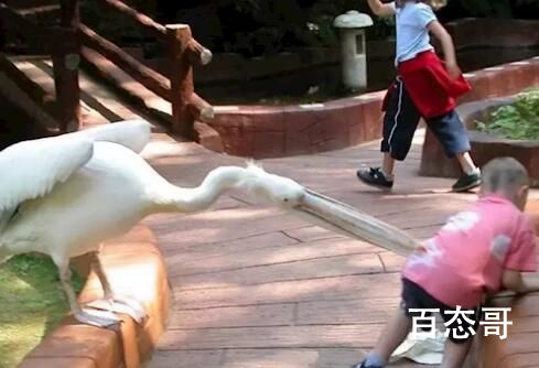 男孩逛景区遇现实版“鹈鹕灌顶” 鸟：我只是用嘴摸一下孩子的头